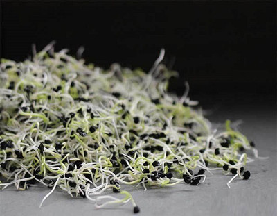 ARTHAM Onion Seed(2000 per packet)