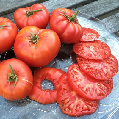 CYBEXIS Beefsteak Tomato Varieties—‘Brandywine Pink’2000 Seeds Seed(2000 per packet)