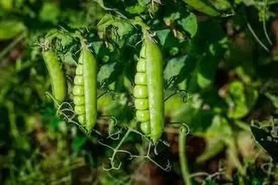 MAA Pea, Green Peas, Matar Seed(37 per packet)