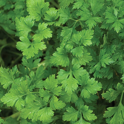 CYBEXIS VVI-38 - Italian Flat Leaf Parsley - (250 Seeds) Seed(250 per packet)