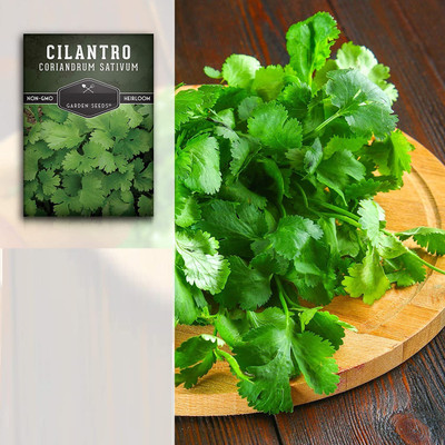 CYBEXIS KGF -54 - Calypso Cilantro - (750 Seeds) Seed(750 per packet)