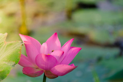 Vignaya lotus,kamal gatta Seed(15 per packet)