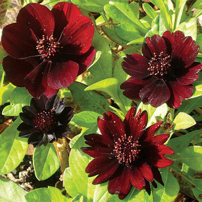 ZIXA COSMOS ATROSANGUINEUS Seed(40 per packet)