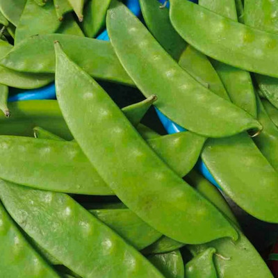 WATIKA Lima Beans Vegetable Garden Seed(400 per packet)
