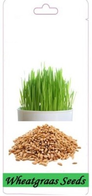 KNESSiN Cat Grass Wheat Grass Triticum Aestivum Seed Seed(1000 per packet)