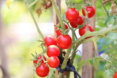 TORPPEZA tomato Seed(85 per packet)