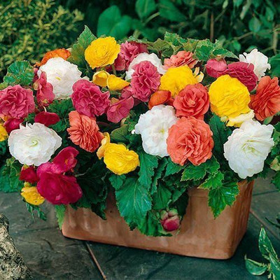 CYBEXIS Begonia Mixed Flower seeds Seed(1 g)