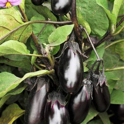 ibains Begun seeds Seed(145 per packet)