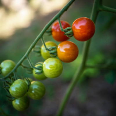 Mowaz tomato Seed(65 per packet)