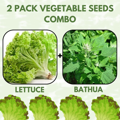 Infiniteseeds 2 Pack Combo Of Lettuce And Bathua Vegetable Seeds Seed(50 per packet)