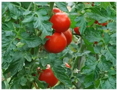 MAA Tomato, Tamatar Seed(80 per packet)
