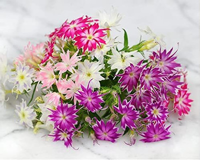 Epazo Phlox Flower Seed, Fragrant Dwarf Hybrid Beauty Mixed Seed(40 per packet)