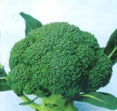 CYBEXIS Broccoli Seeds Cauliflower Wenxing 2000 Seeds Seed(2000 per packet)