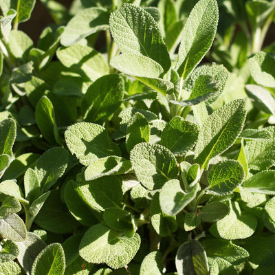 KNESSiN Sage Seed(500 per packet)