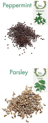 CYBEXIS 2 - Varities Seeds Combo-Peppermint,Parsley Seed(10 g)