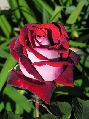 NooElec Seeds India Red & White Osiria Ruby Rose Flower 20 Seed(25 per packet)