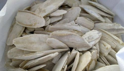 Urancia Samudri Jhag Samundari Jhag cuttlefish bone Marine Foam 250g Seed(1 per packet)
