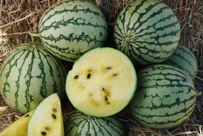 KNESSiN F1 Hybrid Petite Yellow Watermelon Fruit Seeds For Planting-(250 Seeds) Seed(250 per packet)