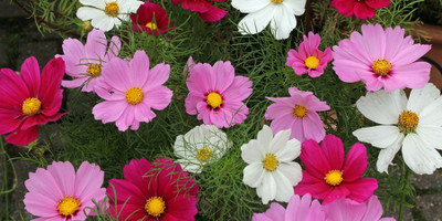 XOLDA Exotic comos Seed(31 per packet)