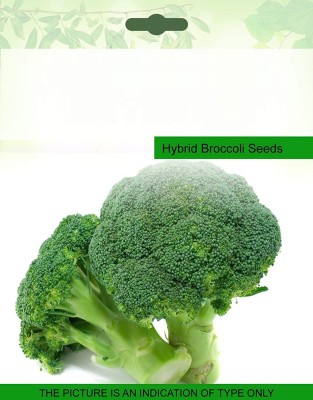 CYBEXIS PAU-96 - Calabrese Broccoli - (1350 Seeds) Seed(1350 per packet)