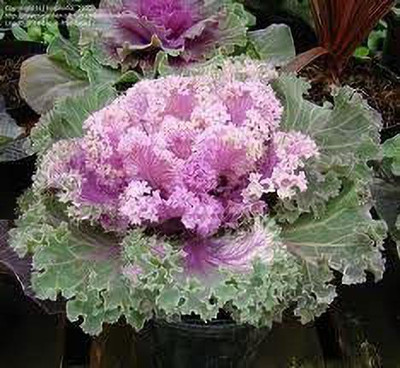 Aywal Ornamental Cabbage / kale Mix Heirloom Flower Seed(120 per packet)