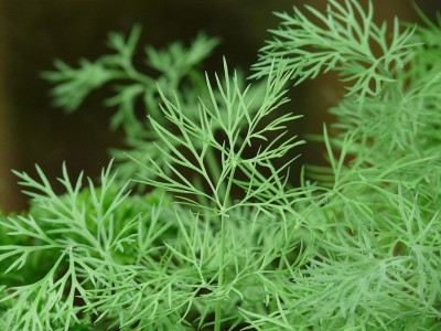 CYBEXIS NDIR-34 - Dill Herb (Anethum graveolens) - (2250 Seeds) Seed(2250 per packet)