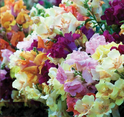 ROWTH Antirrhinum Mini Butterflies Mixed Seed(150 per packet)