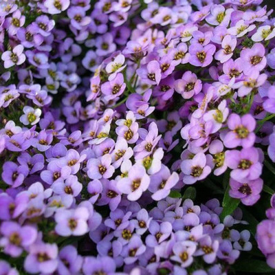 Lorvox Exotic sweet allysum Seed(60 per packet)