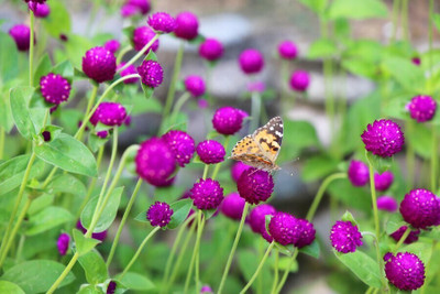 Quentova Gomphrena- Purple Flower-VISHVA-5F Seed(40 per packet)