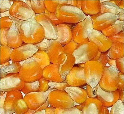 Qualtivate RES-2A CORN/MAIZE FODDER SEED Seed(400 per packet)