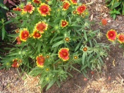 Quentova Gaillardia Pulchella Seed(60 per packet)