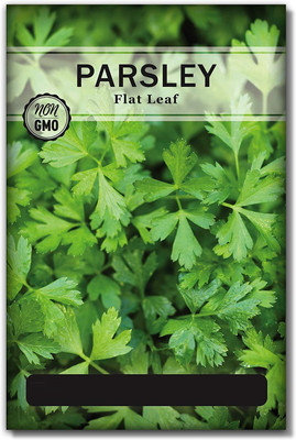 CYBEXIS LX-98 - Italian Flat Leaf Parsley - (250 Seeds) Seed(250 per packet)