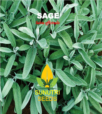 Qualtivate ICRA-3A Sage Salvia officinalis Seed(100 per packet)
