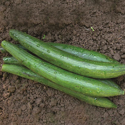 CYBEXIS LX-81 - Vegetable | Sponge Gourd | F1 Hybrid - (100 Seeds) Seed(100 per packet)