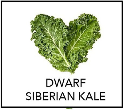 VibeX LX-13 - Siberian Kale - (150 Seeds) Seed(150 per packet)