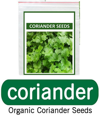 WILLVINE Organic Vegetable Seeds - Coriander-[5000 Seeds] Seed(5000 per packet)
