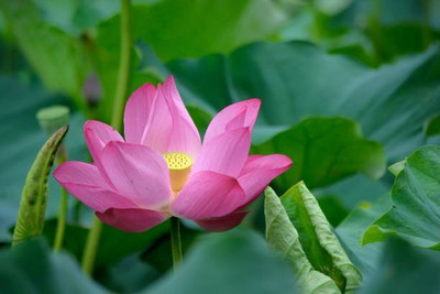 Rolimoli lotus,kamal gatta Seed(14 per packet)
