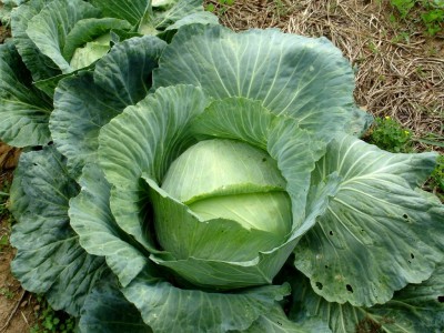 Quentova DUTCH LATE CABBAGE Brassica-QLTY Seed(50 per packet)