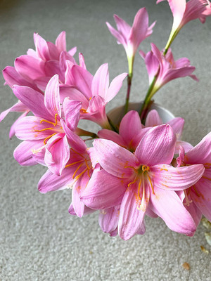 CYBEXIS NDIR-34 - Rain Lily - (540 Seeds) Seed(540 per packet)