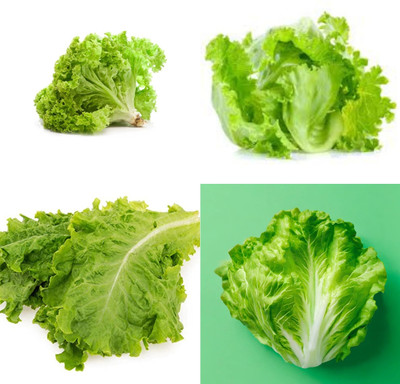 ibains Romaine lettuce seeds for home garden bij 26 Seed(26 per packet)