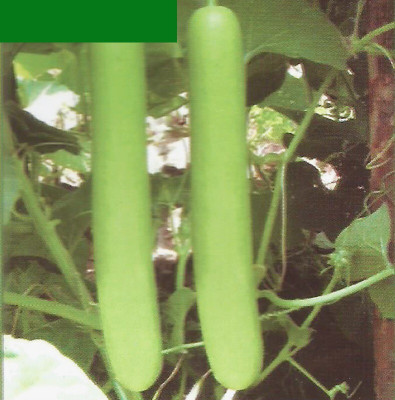 Quentova HYBRID BOTTLE GOURD-VDI Seed(75 per packet)