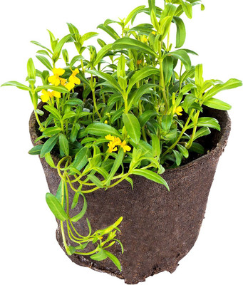 CYBEXIS LX-13 - Mexican Mint - (1350 Seeds) Seed(1350 per packet)