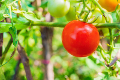 Inndica florina tomato Seed(120 per packet)
