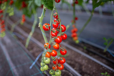 JayShriShyam tomato Seed(95 per packet)