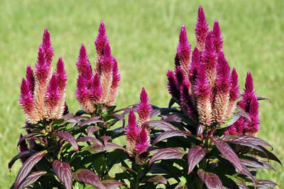 Lorvox Celosia Pulmosa Flower -Mixed Color Flower Seed(40 per packet)