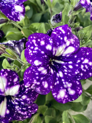 Lorvox Mixed Petunia Climbing Flower Seed(100 per packet)