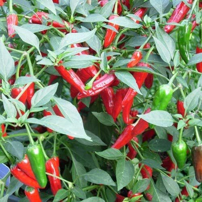 KNESSiN Apache Red Chilli Pepper Seed(500 per packet)