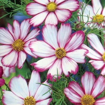 ZIXA Cosmos Seeds - Candystripe Seed(30 per packet)