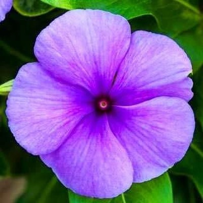 DIOART VINCA Seed(40 per packet)