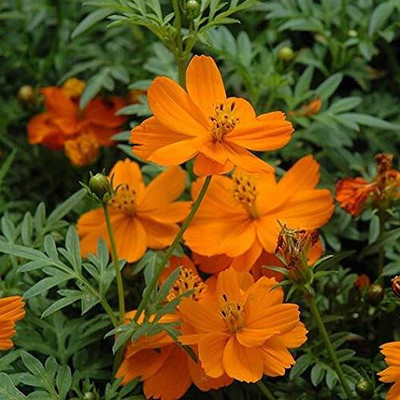 Lorvox Double Click Cranberries' Seeds. Cosmos Cranberries Seed(60 per packet)